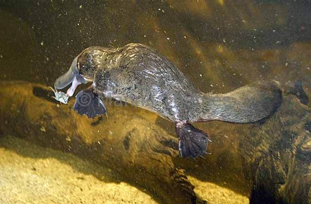 Platypus Eating Crayfish