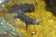 Platypus (Ornithorhynchus anatinus) Platypus (Ornithorhynchus anatinus)