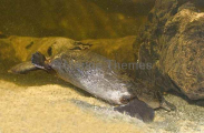 Platypus (Ornithorhynchus anatinus)