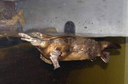 Platypus (Ornithorhynchus anatinus) Platypus (Ornithorhynchus anatinus)