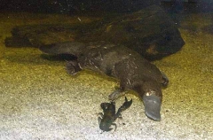 Platypus (Ornithorhynchus anatinus)