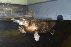 Platypus (Ornithorhynchus anatinus) Platypus (Ornithorhynchus anatinus)
