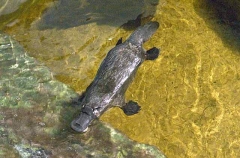 Platypus (Ornithorhynchus anatinus) Platypus (Ornithorhynchus anatinus)