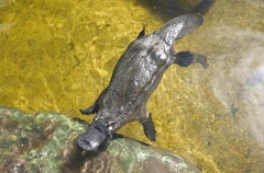 Platypus (Ornithorhynchus anatinus)