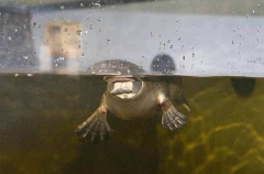 Platypus (Ornithorhynchus anatinus) Platypus (Ornithorhynchus anatinus)