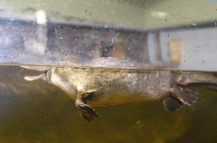 Platypus (Ornithorhynchus anatinus) Platypus (Ornithorhynchus anatinus)