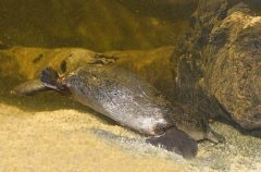 Platypus (Ornithorhynchus anatinus) Platypus (Ornithorhynchus anatinus)