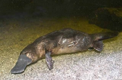 Platypus (Ornithorhynchus anatinus) Platypus (Ornithorhynchus anatinus)