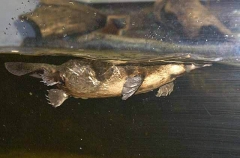 Platypus (Ornithorhynchus anatinus)
