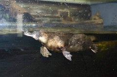 Platypus (Ornithorhynchus anatinus)
