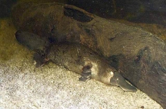 Platypus (Ornithorhynchus anatinus)