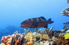 Blacksaddled Coralgrouper (Plectropomus laevis) Blacksaddled Coralgrouper (Plectropomus laevis)