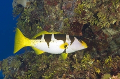Blacksaddled Coralgrouper (Plectropomus laevis) Blacksaddled Coralgrouper (Plectropomus laevis)