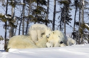 Polar Bear (Ursus maritimus) Polar Bear (Ursus maritimus)