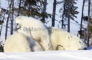 Polar Bear (Ursus maritimus) Polar Bear (Ursus maritimus)