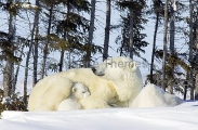 Polar Bear (Ursus maritimus) Polar Bear (Ursus maritimus)