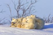 Polar Bear (Ursus maritimus) Polar Bear (Ursus maritimus)