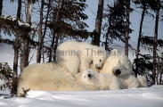Polar Bear (Ursus maritimus) Polar Bear (Ursus maritimus)