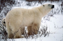 Polar Bears (Ursus maritimus) Polar Bears (Ursus maritimus)