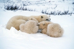 Polar Bears (Ursus maritimus) Polar Bears (Ursus maritimus)