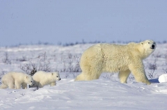 Polar Bear (Ursus maritimus) Polar Bear (Ursus maritimus)