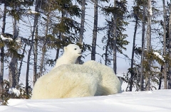 Polar Bear (Ursus maritimus) Polar Bear (Ursus maritimus)