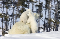 Polar Bear (Ursus maritimus) Polar Bear (Ursus maritimus)