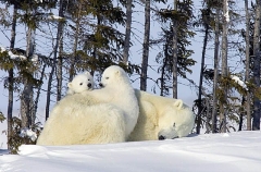 Polar Bear (Ursus maritimus) Polar Bear (Ursus maritimus)