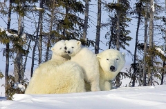 Polar Bear (Ursus maritimus) Polar Bear (Ursus maritimus)