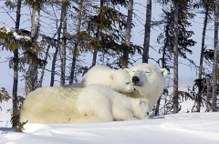 Polar Bear (Ursus maritimus) Polar Bear (Ursus maritimus)