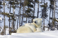 Polar Bear (Ursus maritimus) Polar Bear (Ursus maritimus)