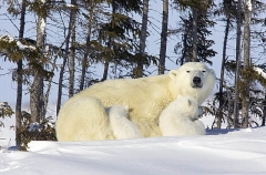 Polar Bear (Ursus maritimus) Polar Bear (Ursus maritimus)
