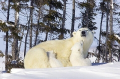 Polar Bear (Ursus maritimus) Polar Bear (Ursus maritimus)