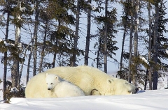 Polar Bear (Ursus maritimus) Polar Bear (Ursus maritimus)