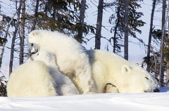 Polar Bear (Ursus maritimus) Polar Bear (Ursus maritimus)