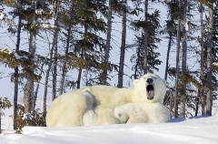 Polar Bear (Ursus maritimus) Polar Bear (Ursus maritimus)