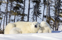 Polar Bear (Ursus maritimus) Polar Bear (Ursus maritimus)