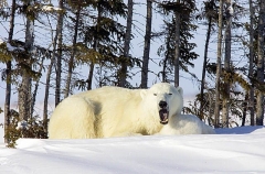 Polar Bear (Ursus maritimus) Polar Bear (Ursus maritimus)