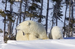 Polar Bear (Ursus maritimus) Polar Bear (Ursus maritimus)