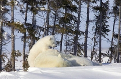 Polar Bear (Ursus maritimus) Polar Bear (Ursus maritimus)