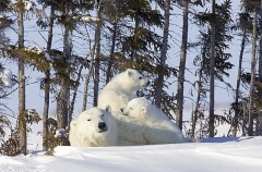 Polar Bear (Ursus maritimus) Polar Bear (Ursus maritimus)