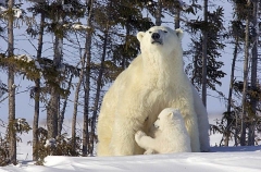 Polar Bear (Ursus maritimus) Polar Bear (Ursus maritimus)
