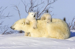 Polar Bear (Ursus maritimus) Polar Bear (Ursus maritimus)