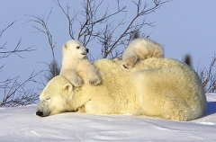 Polar Bear (Ursus maritimus) Polar Bear (Ursus maritimus)