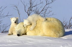 Polar Bear (Ursus maritimus) Polar Bear (Ursus maritimus)