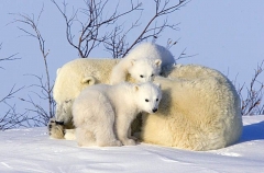 Polar Bear (Ursus maritimus) Polar Bear (Ursus maritimus)