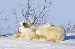 Polar Bear (Ursus maritimus) Polar Bear (Ursus maritimus)