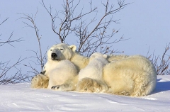 Polar Bear (Ursus maritimus) Polar Bear (Ursus maritimus)