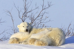 Polar Bear (Ursus maritimus) Polar Bear (Ursus maritimus)