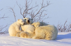 Polar Bear (Ursus maritimus) Polar Bear (Ursus maritimus)